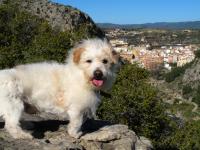 Fauna autoctona: Tor el más bravo de los perros... Escalada en Jérica - Fauna autoctona: Tor el más bravo de los perros...